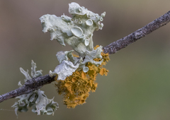 Ramalina glaucescens