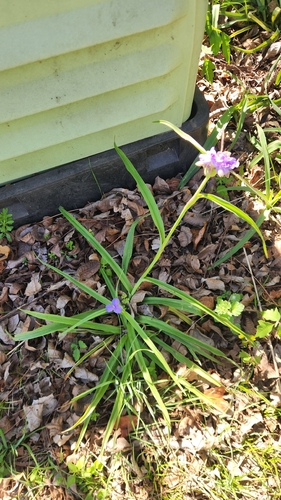 giant spiderwort (Tradescantia gigantea)
