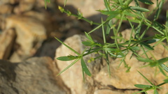 Zygophyllum indicum