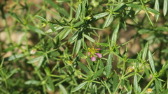Zygophyllum indicum