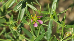 Zygophyllum indicum
