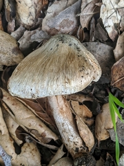 Inocybe corydalina