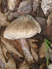 Inocybe corydalina