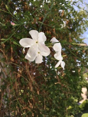 Jasminum polyanthum