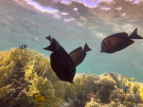 Indian Sailfin Tang — seen at this dive site