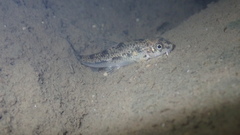 Microphysogobio alticorpus