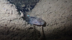 Rhinogobius rubromaculatus