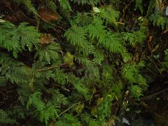 Dendrohypopterygium filiculiforme