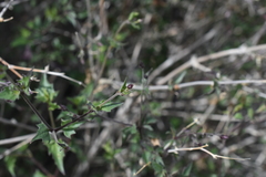 Brickellia coulteri