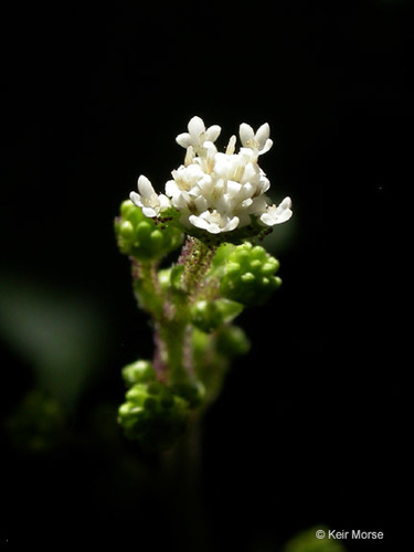 Adenocaulon bicolor