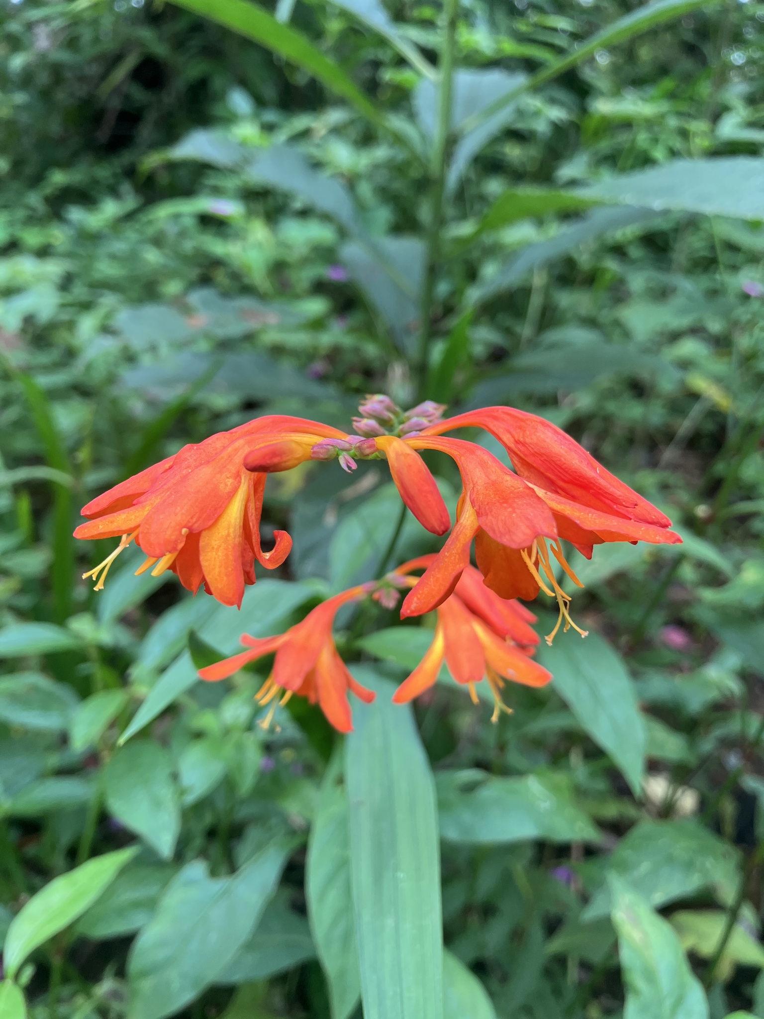 Crocosmia crocosmiiflora