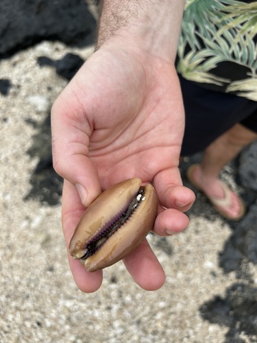 Cypraea carneola observed 2026-03-17