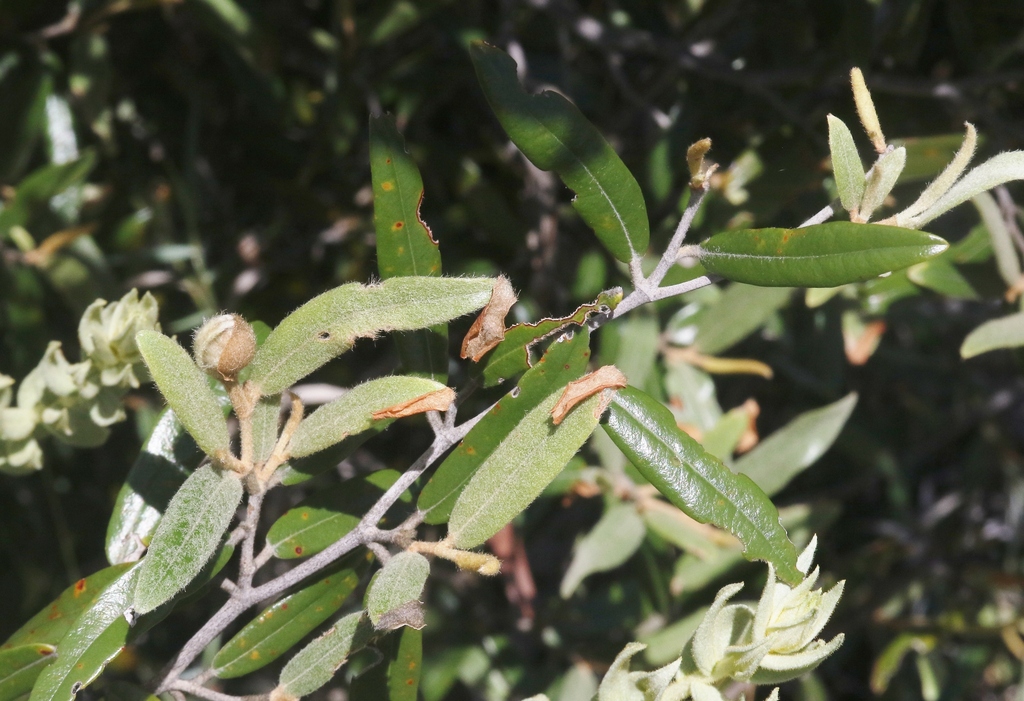 Sarcolaena isaloensis
