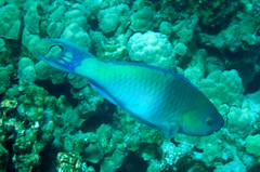 Scarus rubroviolaceus