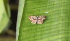 Quadrus lugubris