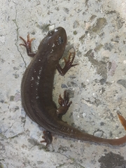 Triturus macedonicus