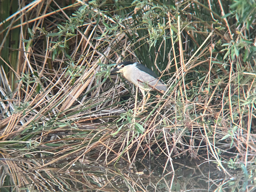 iNaturalist observation photo of Black-crowned Night Heron
