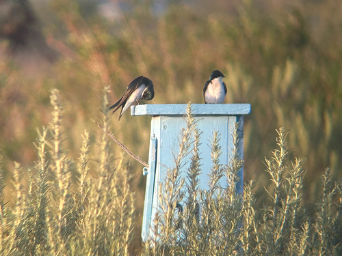 iNaturalist observation photo of Tree Swallow
