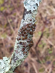 Physcia alnophila