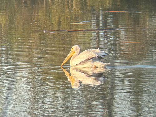 iNaturalist observation photo of American White Pelican