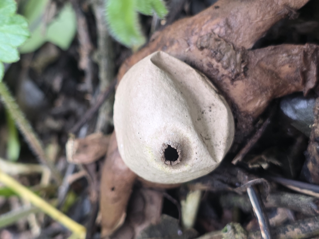 Geastrum michelianum · March 2026 · photo: © tsunami--- (iNaturalist, cc-by)
