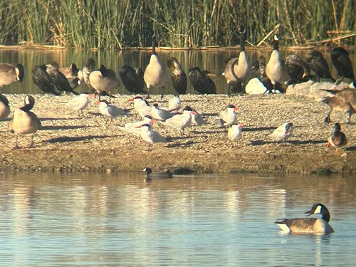iNaturalist observation photo of Caspian Tern