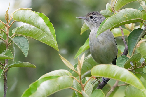 Caatinga Antwren