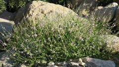 Physorhynchus chamaerapistrum