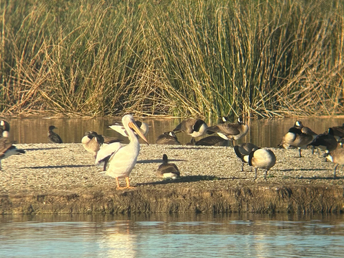 iNaturalist observation photo of Canada Goose