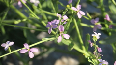 Physorhynchus chamaerapistrum