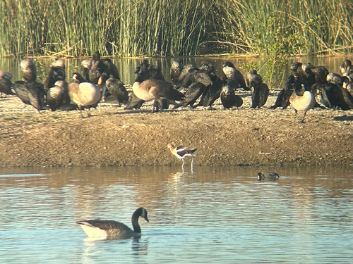 iNaturalist observation photo of American Avocet