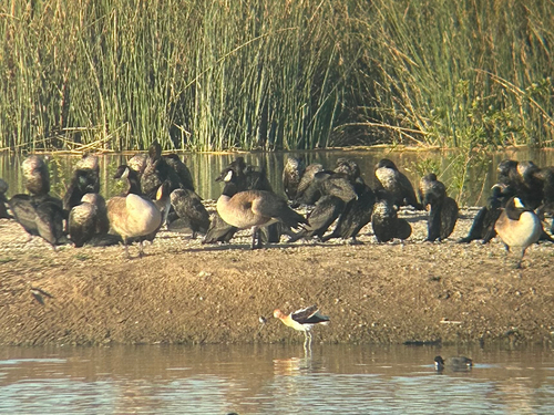 iNaturalist observation photo of Double-crested Cormorant