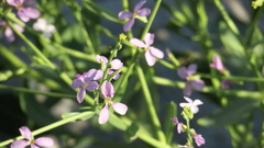 Physorhynchus chamaerapistrum