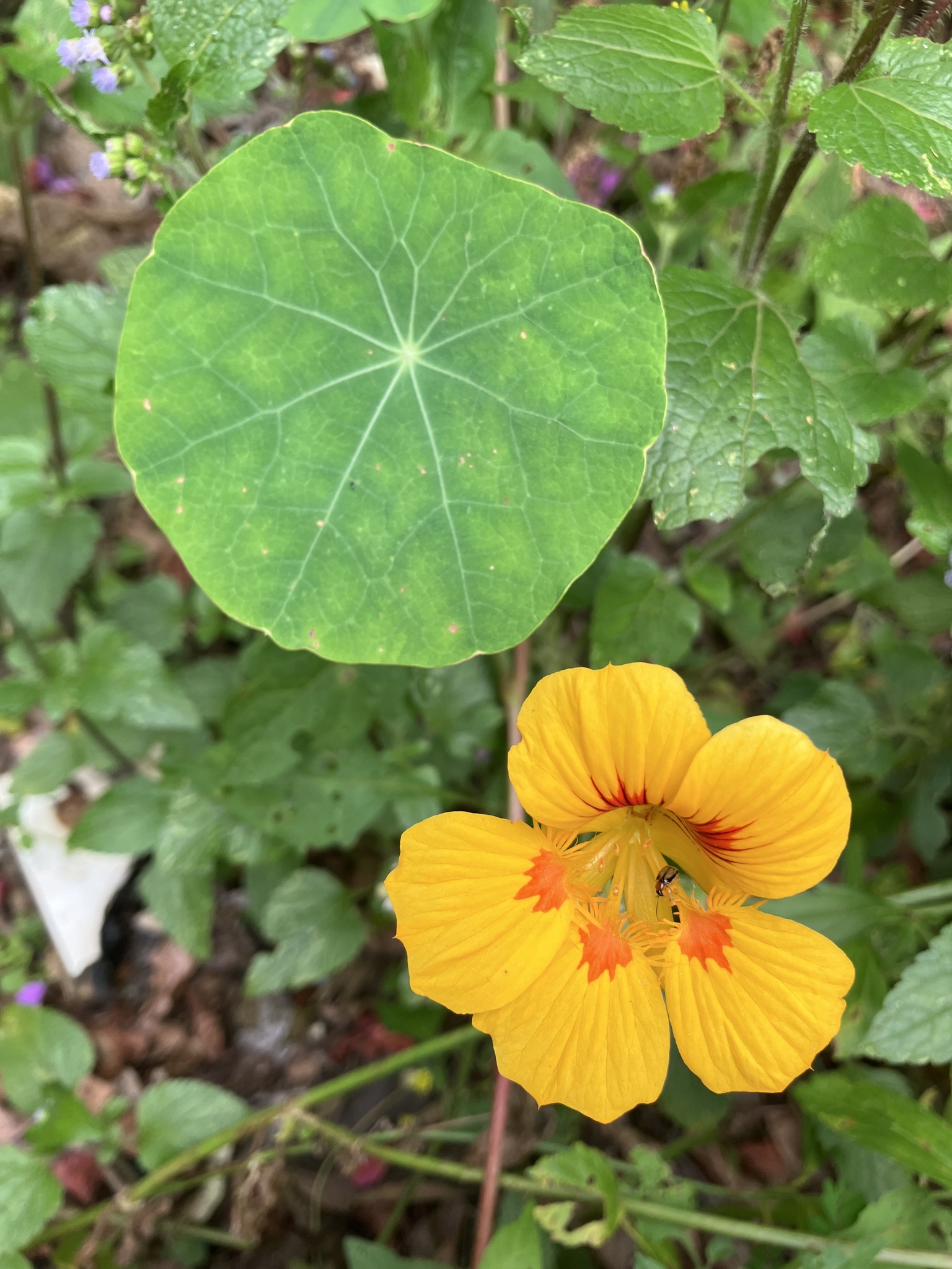 Tropaeolum majus