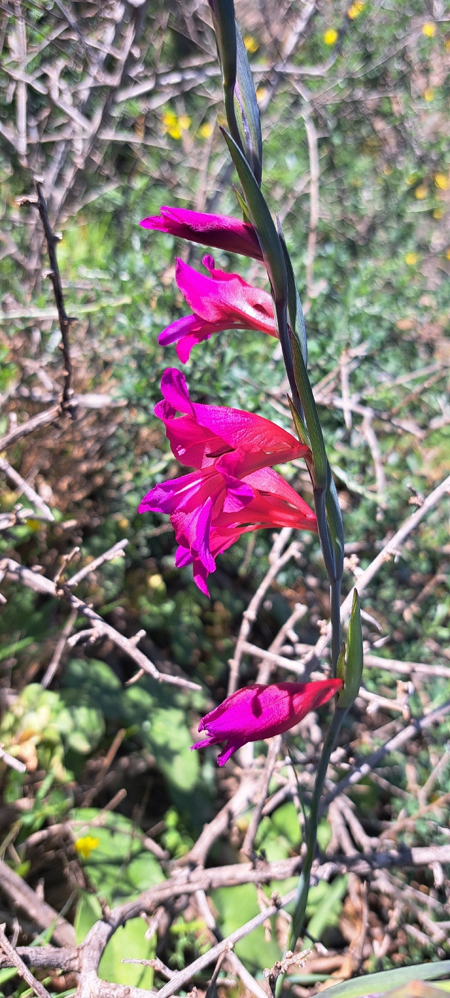 Cape gladiolus