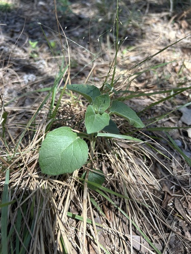 field groundcherry (Physalis mollis)