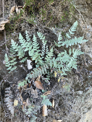 Newberry's lip fern (Myriopteris newberryi)