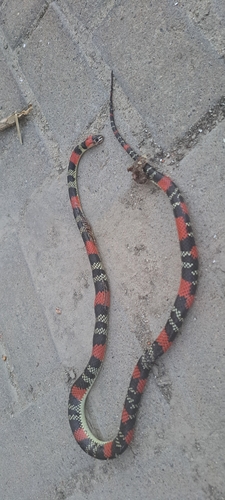 Brazilian False Coral Snake
