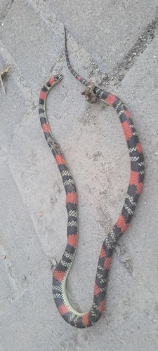 Brazilian False Coral Snake