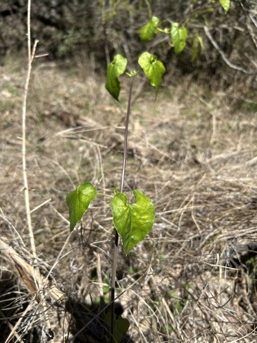 climbing milkweed (Funastrum cynanchoides)
