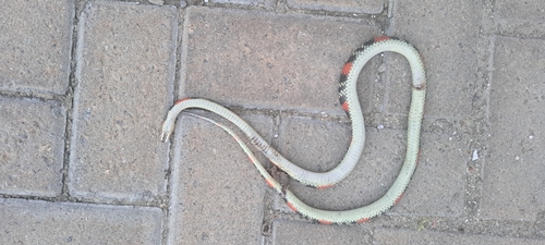 Brazilian False Coral Snake