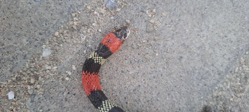 Brazilian False Coral Snake
