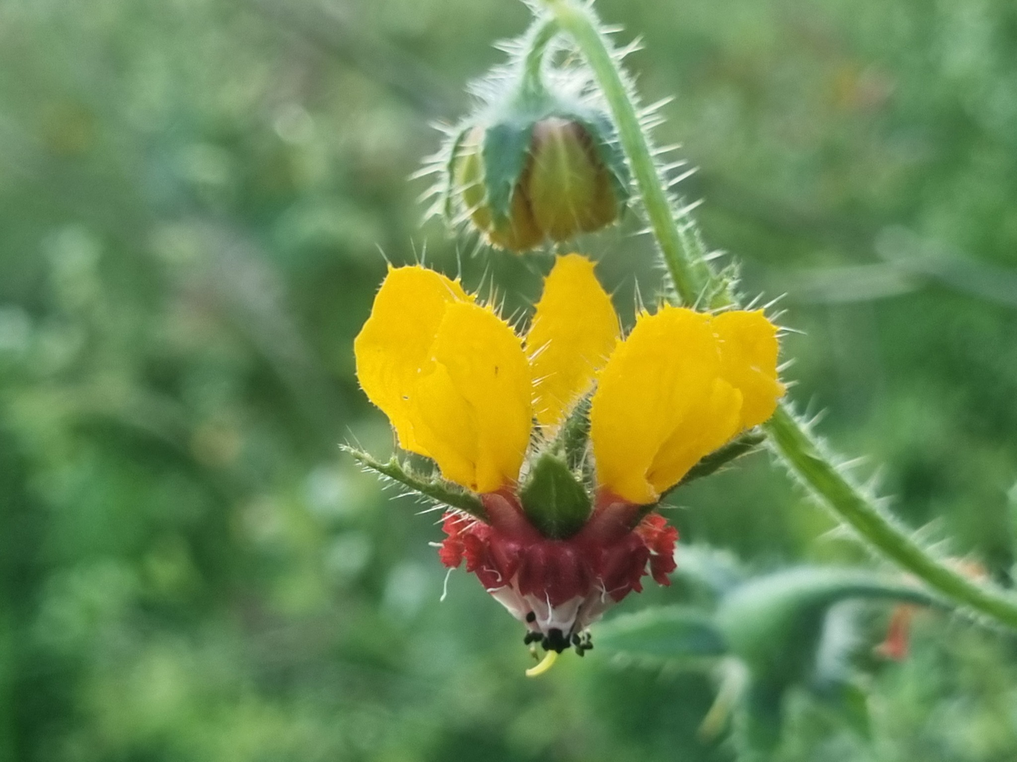Loasa tricolor