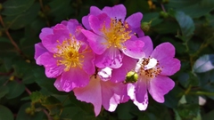 Rosa setigera