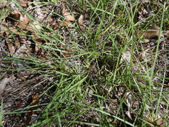 Eremochloa bimaculata