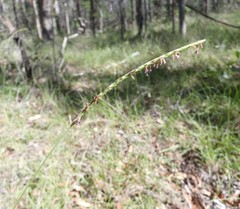 Eremochloa bimaculata