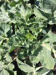 Brassica oleracea italica