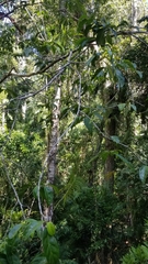 Gomphandra australiana