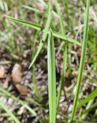 Eremochloa bimaculata