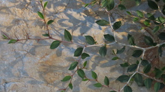 Ziziphus nummularia